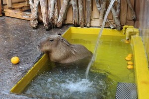 thum_capybara_011