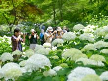 森林植物園アジサイ