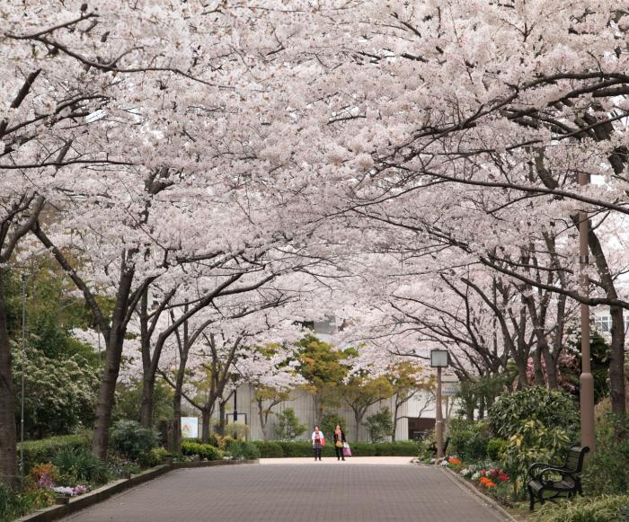 運動公園桜