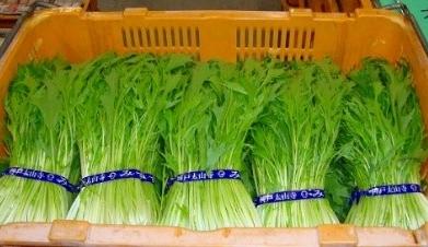 こうべ旬菜表示資材（軟弱野菜）