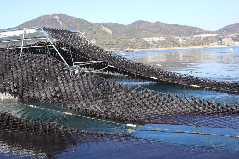 海苔収穫の様子