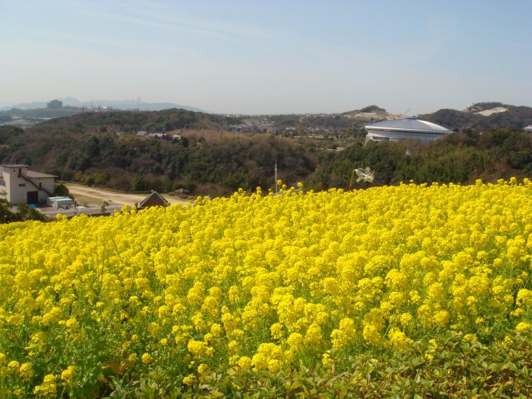 菜の花まつり